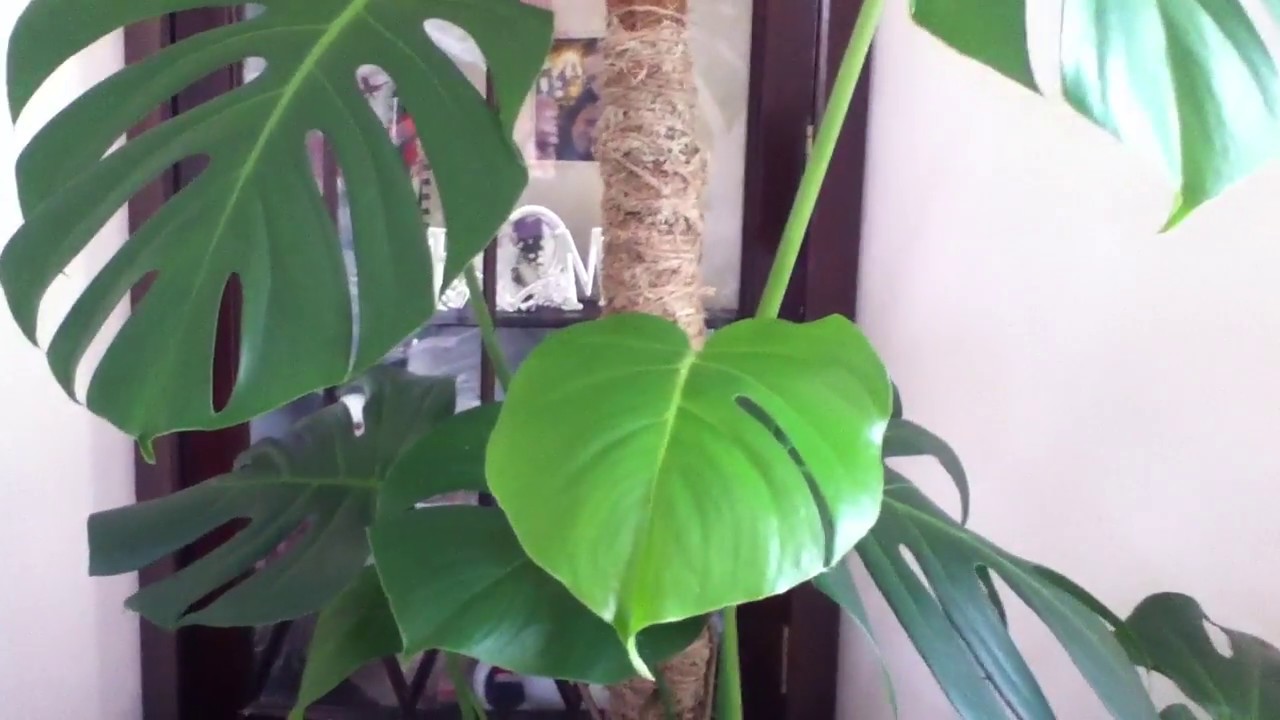 Monstera Deliciosa /Care and Maintainance 