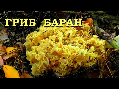 Гриб Баран. Последний поход за грибами