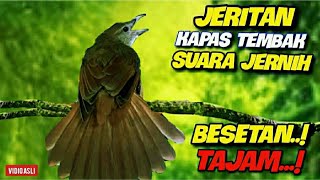 JERITAN KAPAS TEMBAK || SUARA JERNIH BESETAN TAJAM || sangat  ampuh buat  masteran di jamin bukor