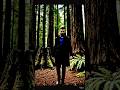 Ghost encounter forest #ghost #hunter #hindi #india #melbourne forest