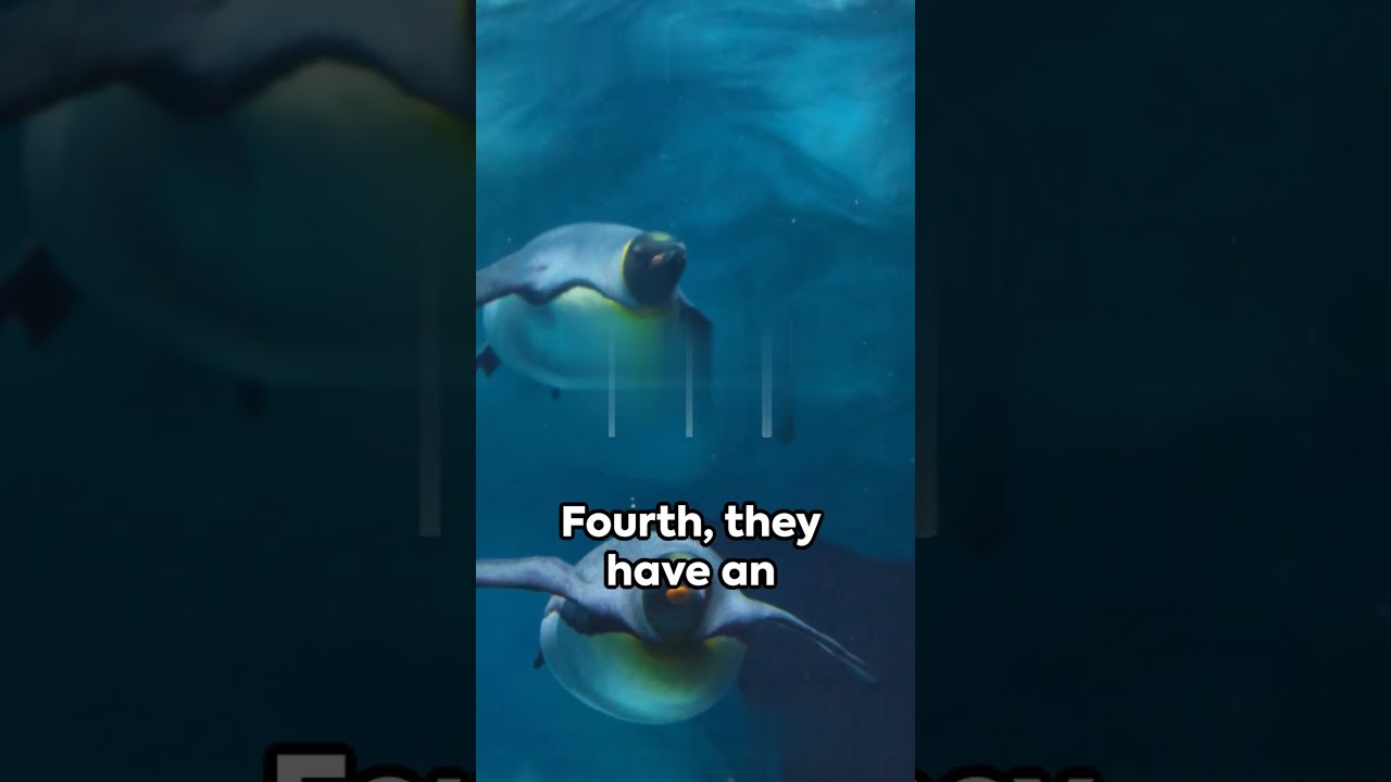 5 Facts About Penguins YouTube 5 Facts About Penguins YouTube