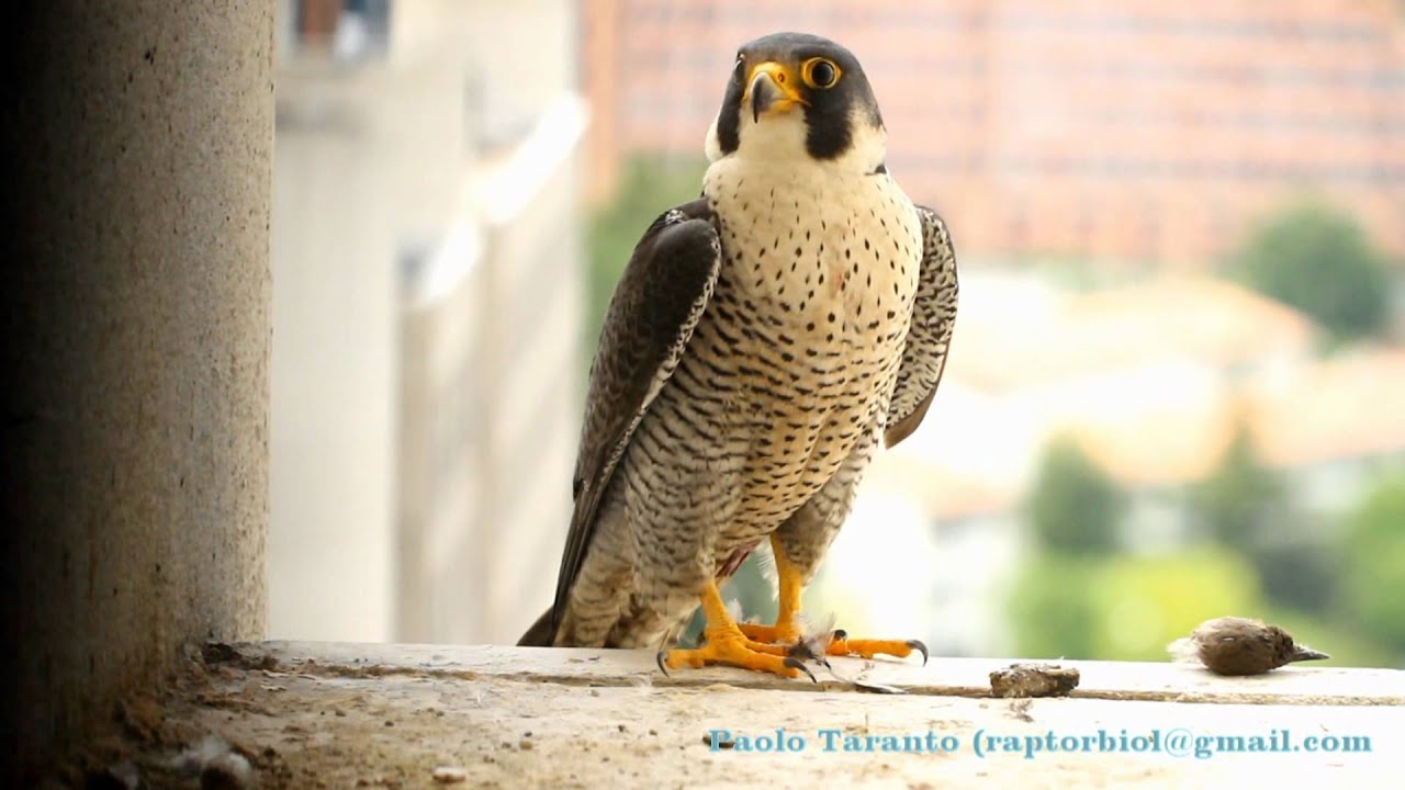 Lo Starnuto Del Falco Pellegrino Falco Peregrinus