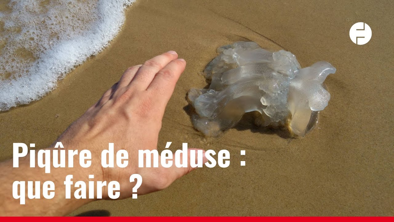 Si vous êtes piqué par une méduse, voici quoi faire - YouTube