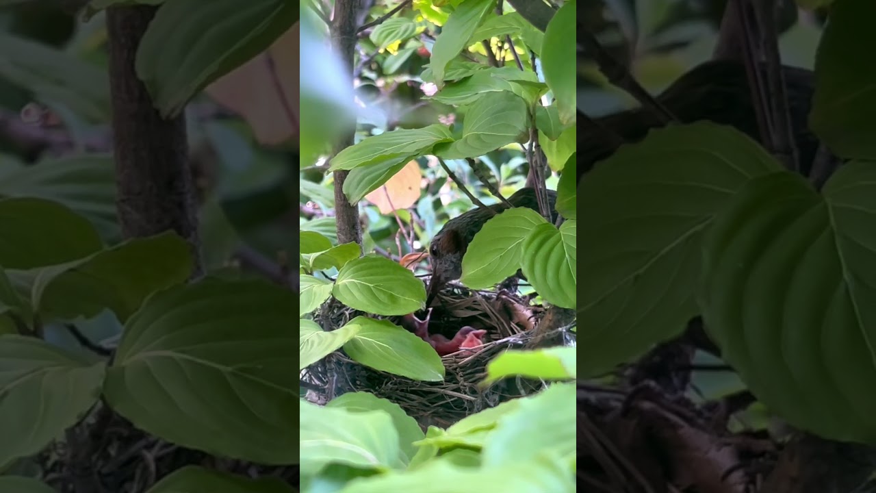 第三章 初めてのお食事　#草食系家族のスローライフ　#餌やり　#ヒヨドリ #子育て日記