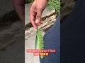 कपड़ों से चिपकने वाली घास🤔😳😁 #grass #magic #nature #earth #vanaspati #shorts #trending #funny