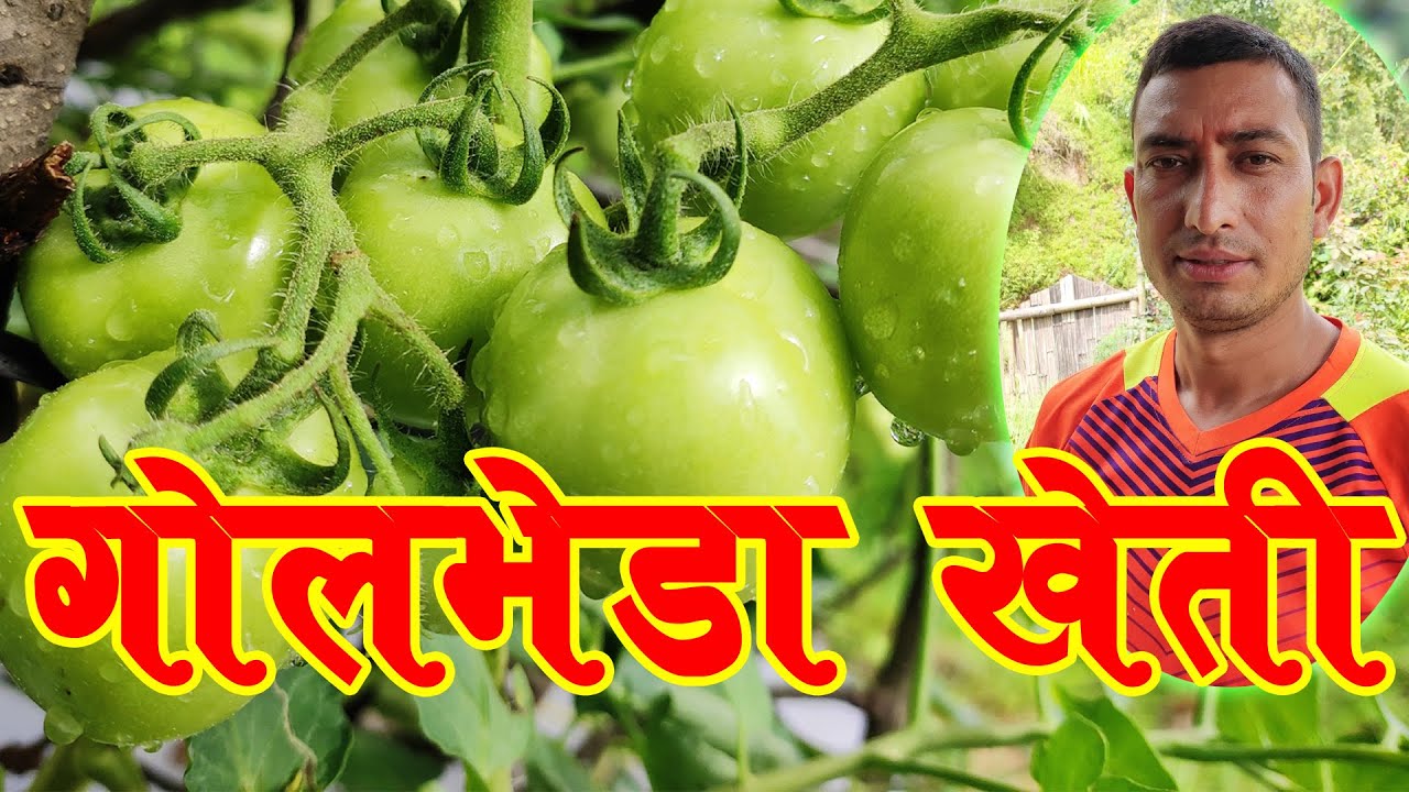 खुला जमिनमा बेमाैसमी गाेलभेडा खेती प्रविधि ‖ OFF SEASONAL TOMATO FARMING IN OPEN FIELD
