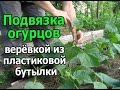 Подвязка огурцов веревкой из пластиковой бутылки (укр.)