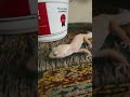 Lemons eating ￼ anything