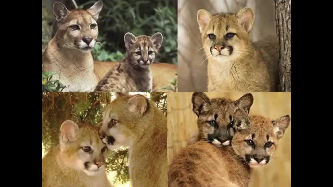 PUMAS HD - PUMA - FELINOS - GRANDES GATOS NIÑOS - YouTube