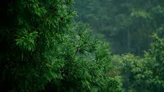 Rain in the Forest | For Sleeping, Relaxing, Study and Meditation