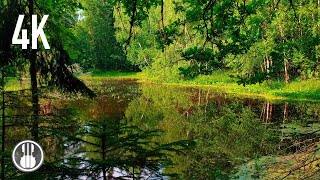 Ambience of the swamp on a spring evening. Forest nature sounds: wind, birds, frogs - 4K video