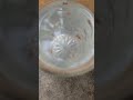 fish egg #fish #fishtank #aquarium
