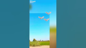 قرآن كريم #اكسبلور #القزابري #قرآن_كريم #duet #المصحف #تيك_توك #لايك #دويتو #beautiful #ترند
