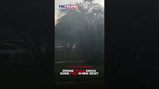 Intense Winds From Summer Thunderstorms Knock Down Trees In New Jersey Neighborhood