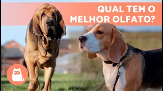 7 RAÇAS DE CÃES FAREJADORES  | Os 7 principais cães de caça ✅