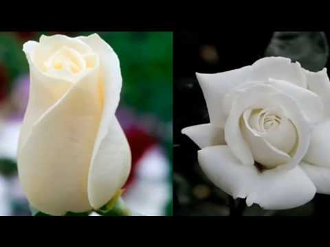 กุหลาบขาว | ดอกไม้พกสัญลักษณ์บริสุทธิ์ | Bonsai World TV