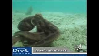 DIVE PATTAYA THAILAND SCUBA @ KOH SAK - PATTAYA DIVE CENTRE TV.avi