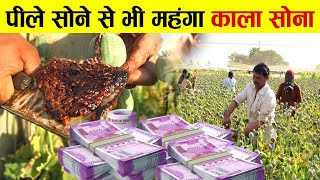 अफीम की खेती से किसान बने लखपति, 2,00,000 ₹ में बिकता है | feem farming In India | Opium Farming
