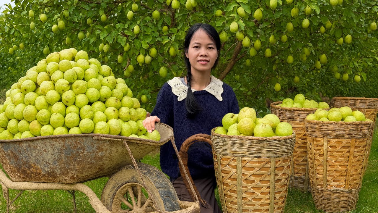 Harvesting Guava from the Garden, Going to the Market — A Simple Family Evening !