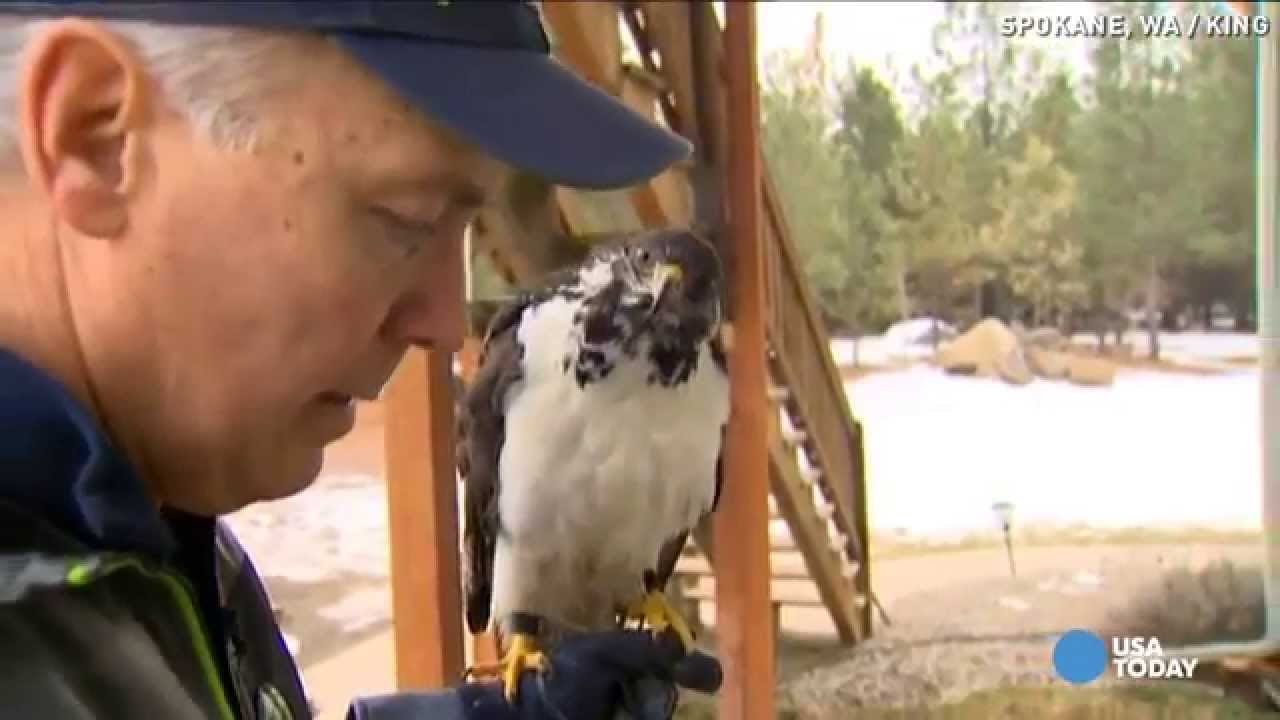 See the Seahawks mascot that even 