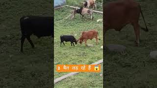 #ox #fighting #animalfight #trendingshort #sidhapahadse #viralplzz #phadilifestyle #animalshorts