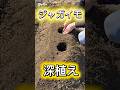 ジャガイモを深植え実験 #ジャガイモ栽培
