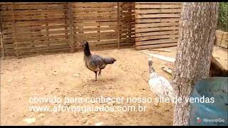 Cruzamento De Galinha Com Ana Chamada De Galinhola.