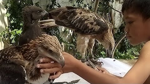 Anak kecil merawat tiga elang