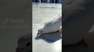 #কাবা_শরীফ #duet #wordforbeginners #মক্কা #kaaba madina