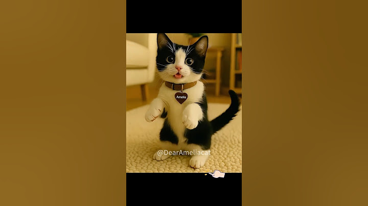 Ep.8 –😺💥 Shocking Moves 💃 Tiny Cat, Big Groove! #cat #dance #cute #かわいい猫 POV