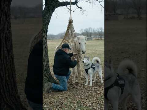 Animal warning to humans #dogs #rescue #animals