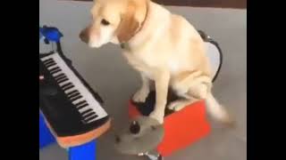 Talented Dog