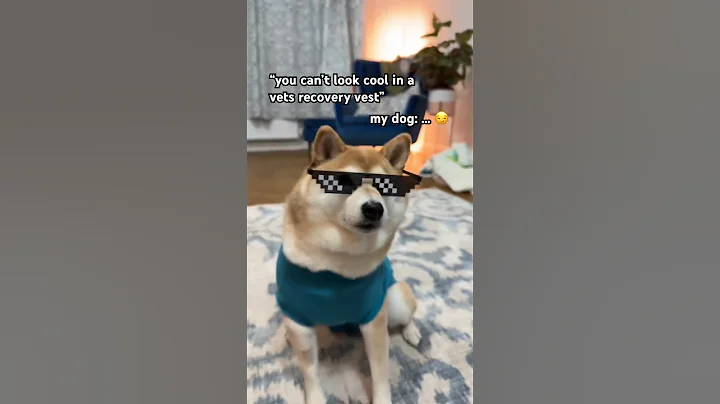 Rizzler Chipi Chipi Chapa Chapa Dubi Dubi Daba Daba #cutenessoverload #shibainu #doge