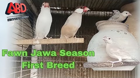 Alhamdulillah Fawn Java Season first breed agai 😉