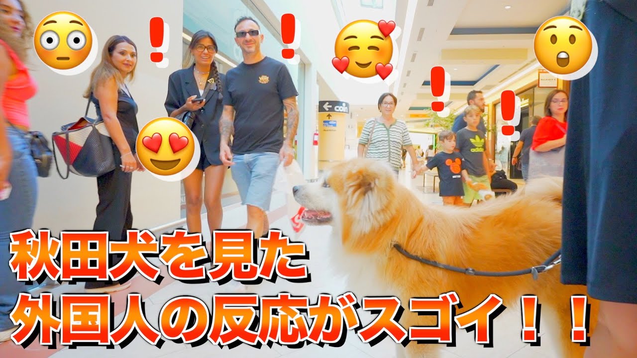 It was so funny how the Italians reacted when we went to a shopping mall with an Akita dog♪