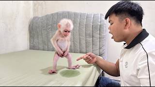 😂💦 Baby Monkey Ri Ri Was So Embarrassed After Peeing on the Bed!