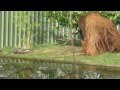 Otters and Orangutan at the zoo
