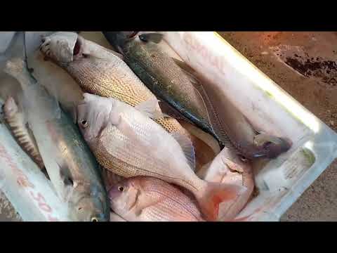 Miniatura do vídeo: PESCARIA BARRA DE GUARATIBA RJ | 14 MILHAS E PEDRA ALTA | PARGO | PEIXE ANCHOVA | CORVINAS TRAINEIRA