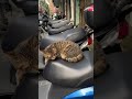 Daily AI Cat 0066 Bro Was In DEEP Sleep #cat