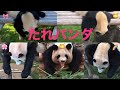 【🌸桜浜🍯良浜🎀結浜🌈彩浜『たれパンダ』No.1は誰？】 垂れ寝 #櫻浜 #ouhin #yingbang ＃良浜 #結浜 #彩浜 #🐼 #パンダ #大熊猫 #panda