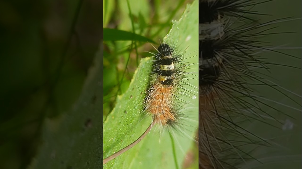 Spilosoma obliqua moth caterpillar eating leaf. #shorts #youtubeshorts