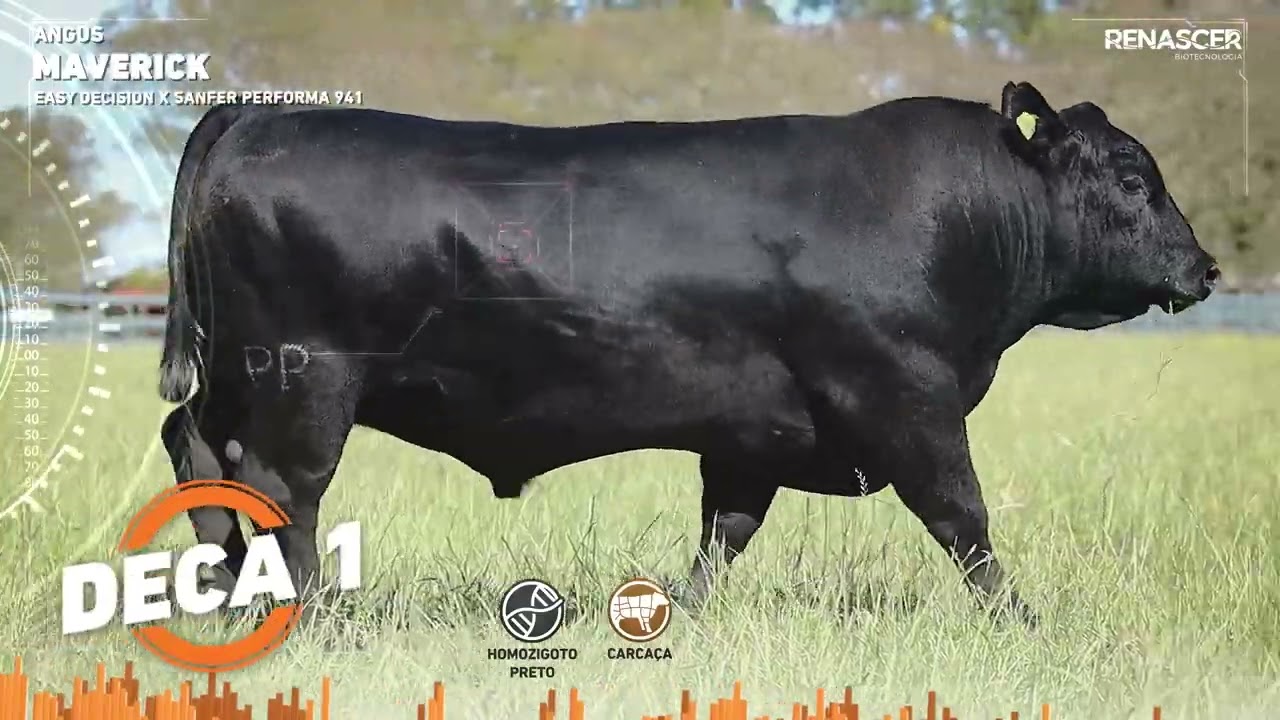Reprodutor Angus Maverick - Sêmen Bovino - RENASCER BIOTECNOLOGIA
