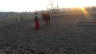 Fiorano - Horsemanship Tuřice