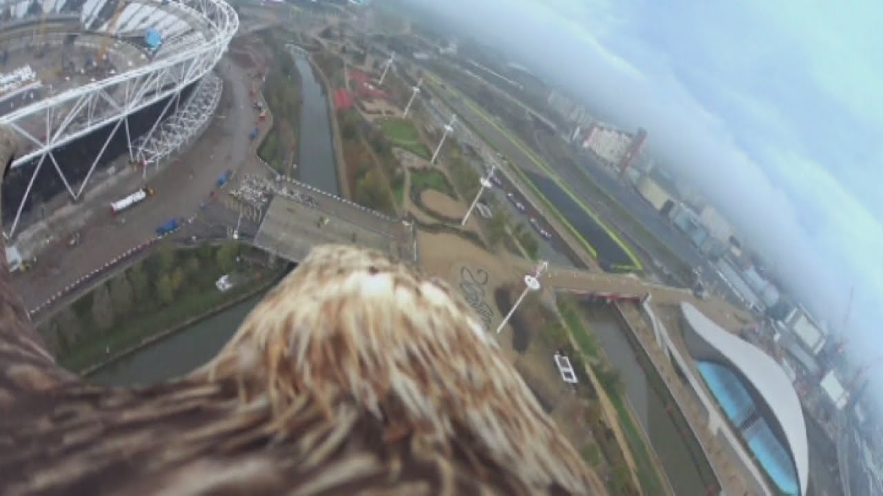 Eagle