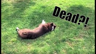 I Found A Dead Dog In The Park