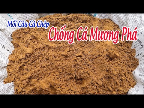 Video Mồi Câu Cá Chép SIÊU NHẠY Và CHỐNG CÁ MƯƠNG PHÁ Cực Tốt - youtube