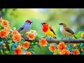 Recover From Stress Gentle Piano Birdsong For Deep Work Flow 