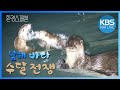 방어, 감성돔 포식하는 수달! 환경스페셜 ‘바다로 간 수달’ / KBS 20080910 방송