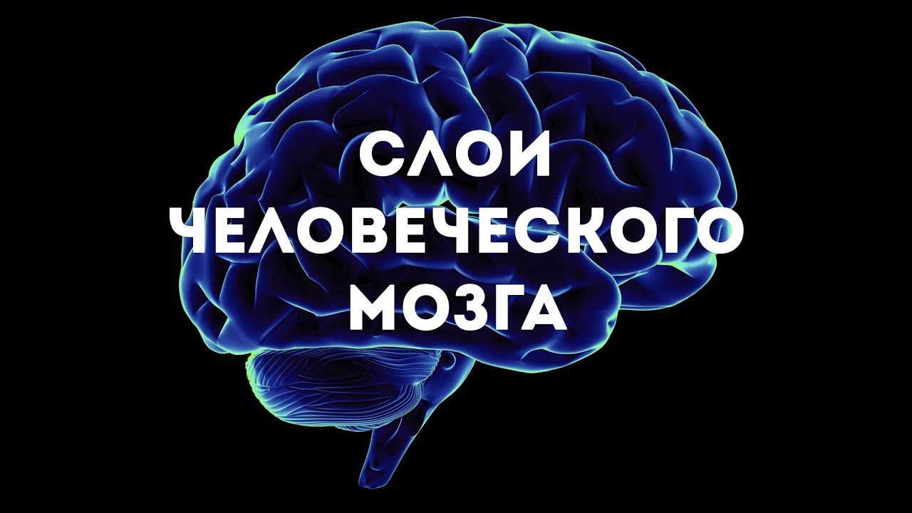 3 слоя мозга. Рептилоидный мозг. Слои мозга. Программы человека мозг. Человеческий мозг со штампом.