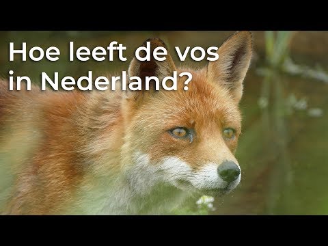 Video: Hoe Een Vos Eruit Ziet